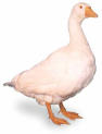 goose-01.jpg