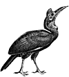 hornbill.gif